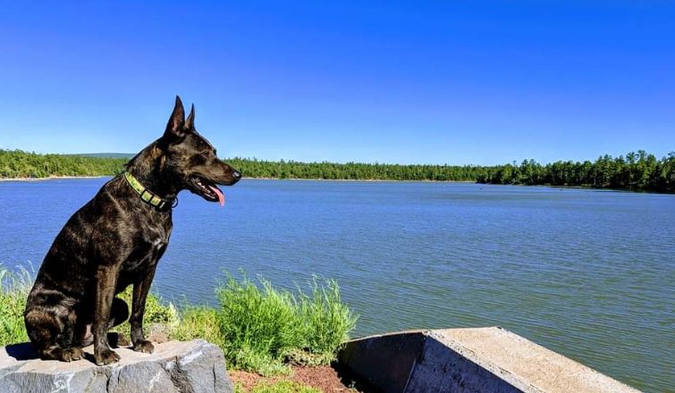 Arya - Dutch Shepherd